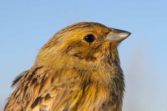 Zigolo giallo (Emberiza citrinella)